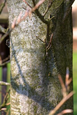 Fagus sylvatica 'Albovariegata' - buk lesní - kůra